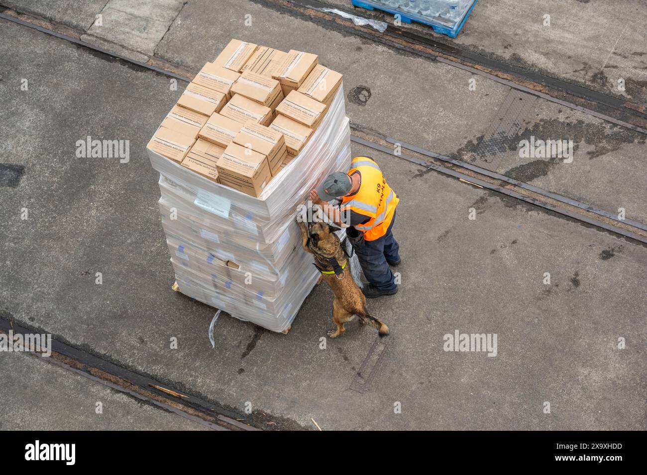 Security sniffer dog at work. Stock Photo