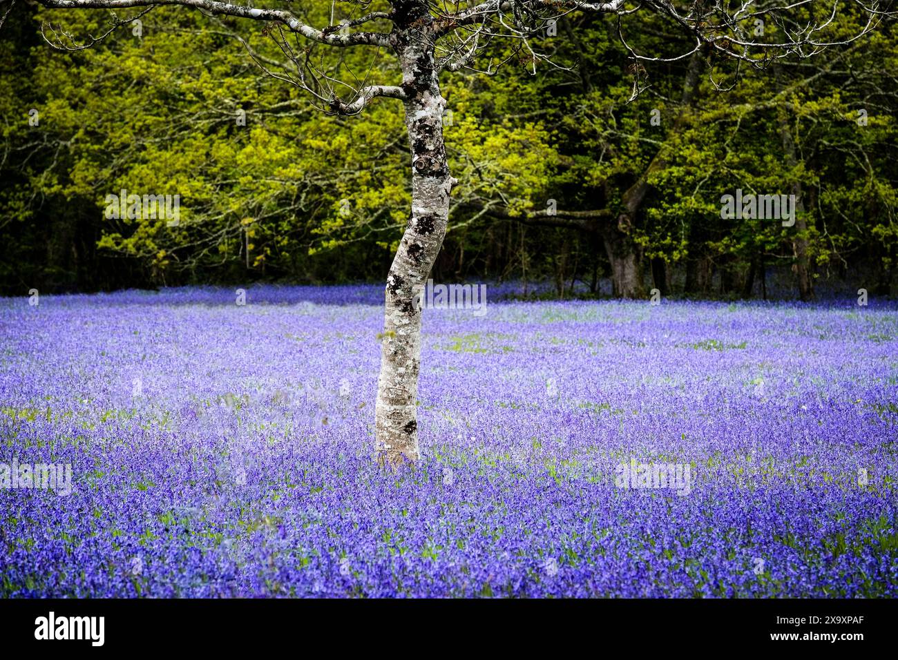 A Silver Birch tree Betula pendula growing in a field of Common English Bluebells Hyacinthoides non-script in the quiet historic Parc Lye area in Enys Gardens in Penryn in Cornwall in the UK. Stock Photo