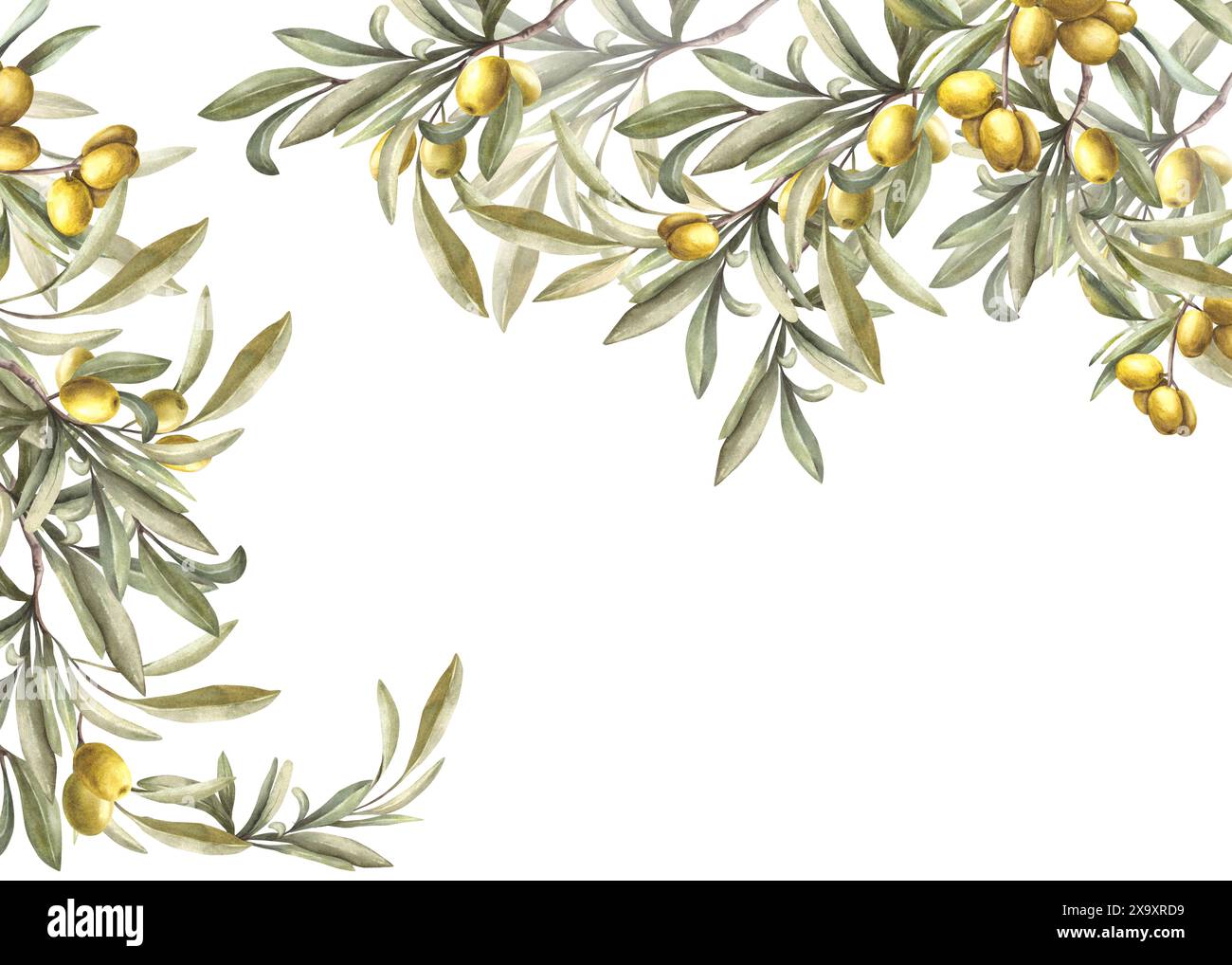 Olive tree branch with green leaves and ripe berries. Watercolor banner ...