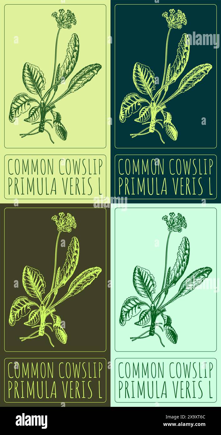 Set of vector drawing COMMON COWSLIP in various colors. Hand drawn