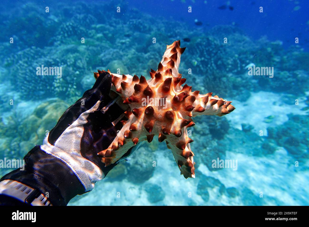 Indonesia Bunaken - Marine life Coral reef with Starfish Stock Photo