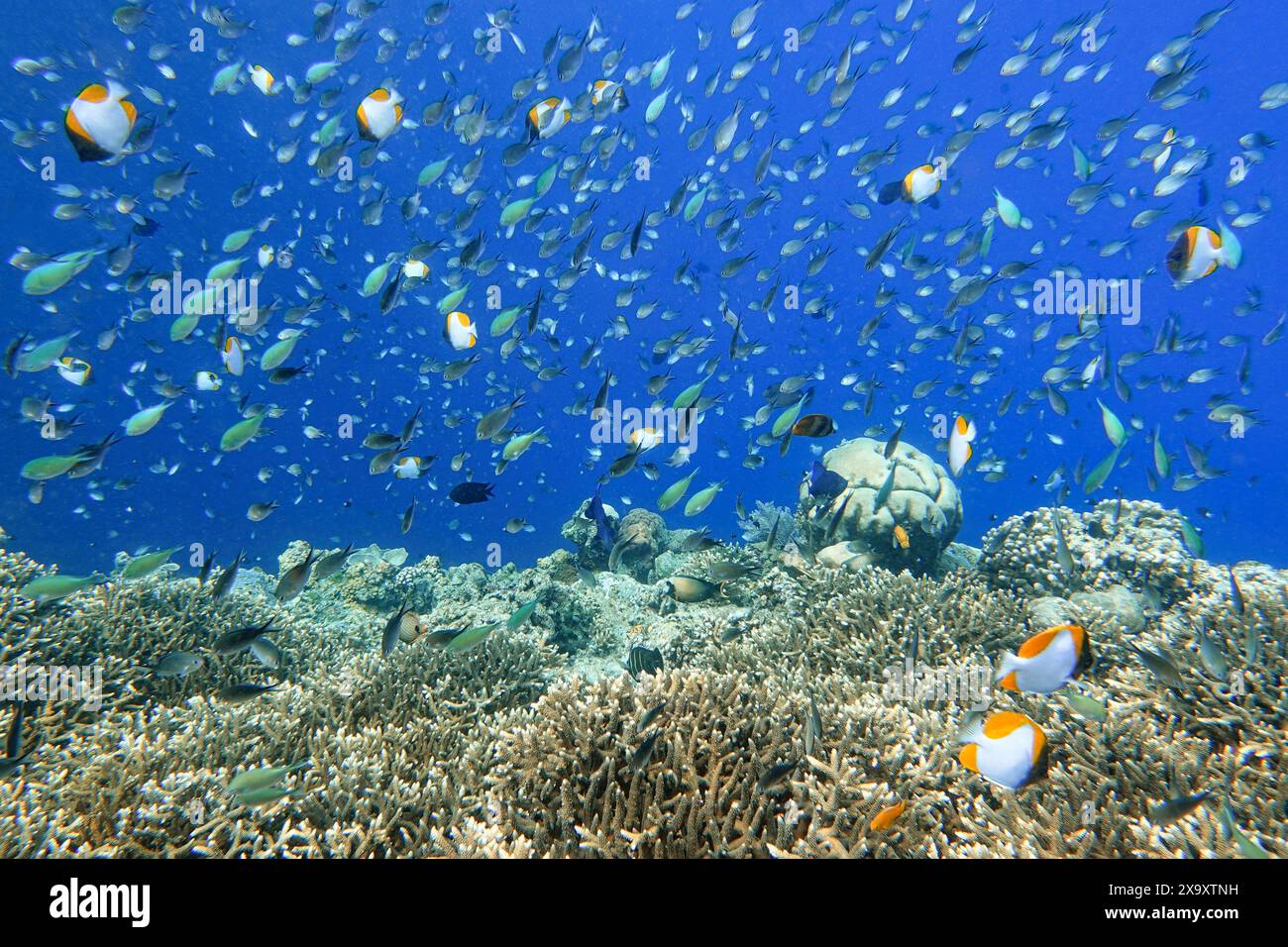 Salt water fishes hi-res stock photography and images - Page 5 - Alamy, image size:1300x956