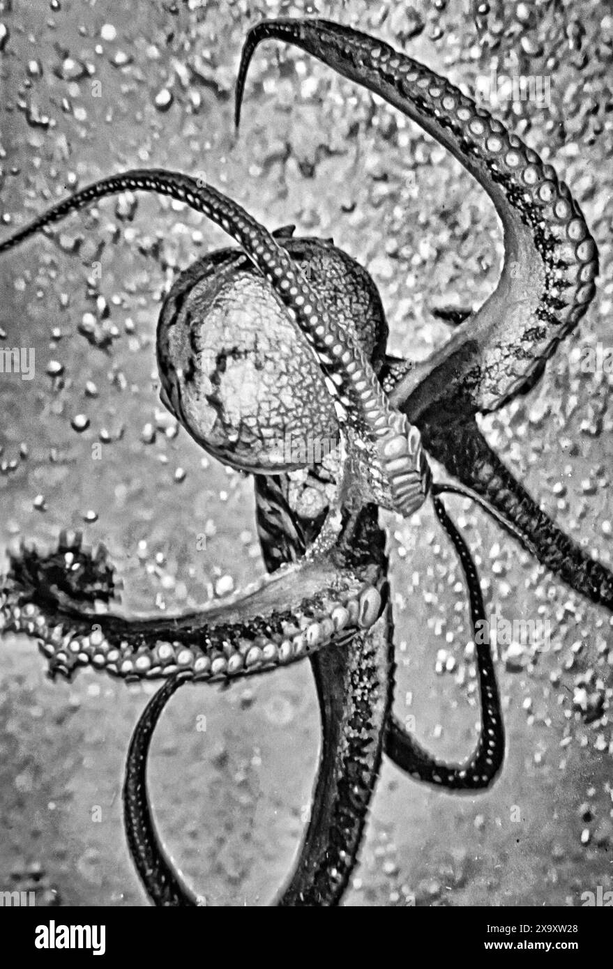 octopus is a softbodied, eightlimbed mollusc of the order Octopoda