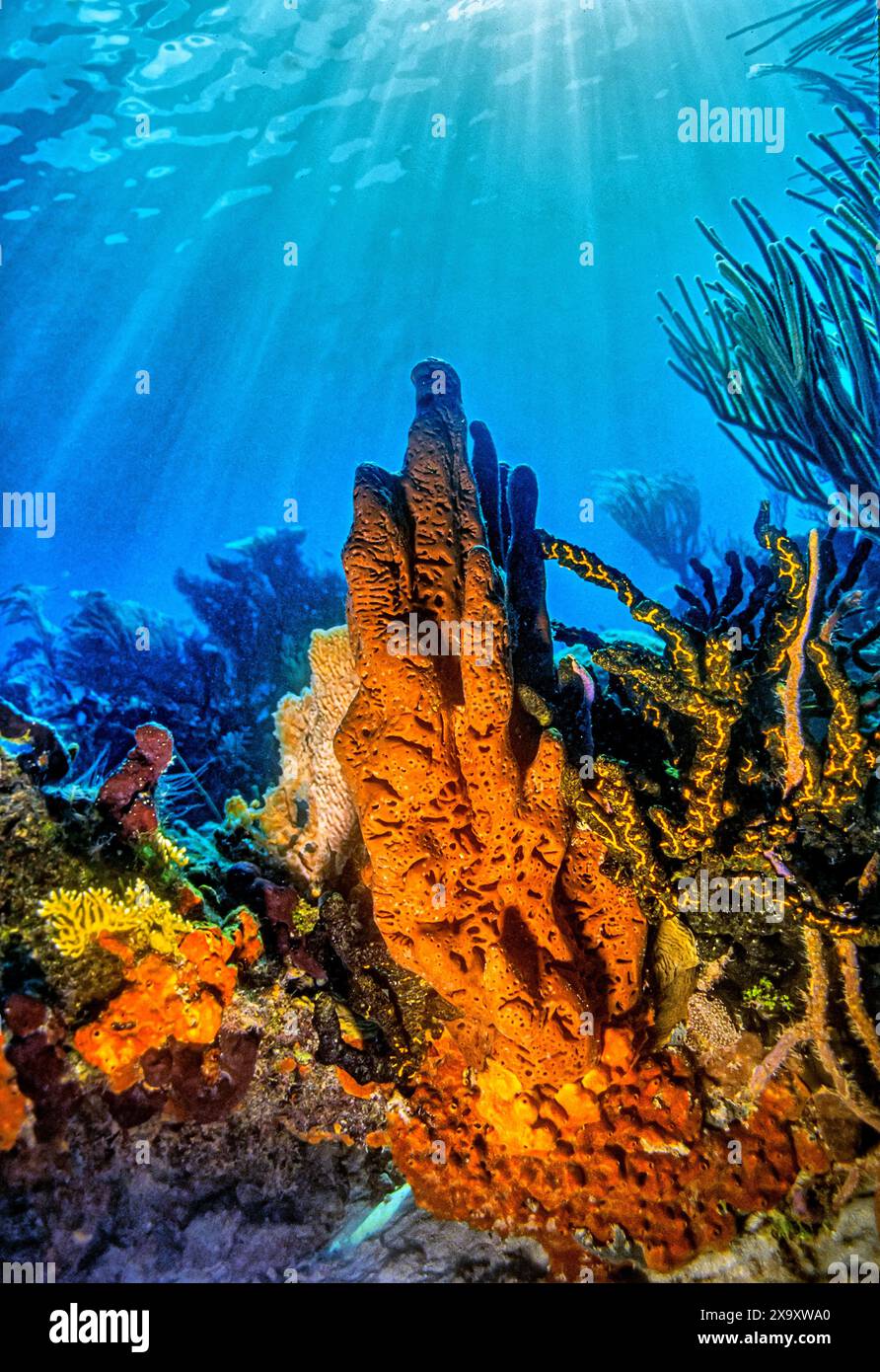 Aplysina fistularis, also known as the yellow tube sponge is a species of sea sponge in the order Verongiida. Stock Photo