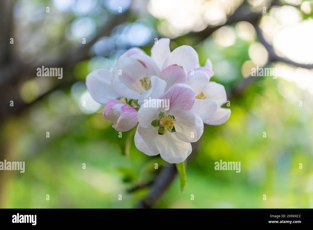 Most beautiful blossoms hi-res stock photography and images - Alamy