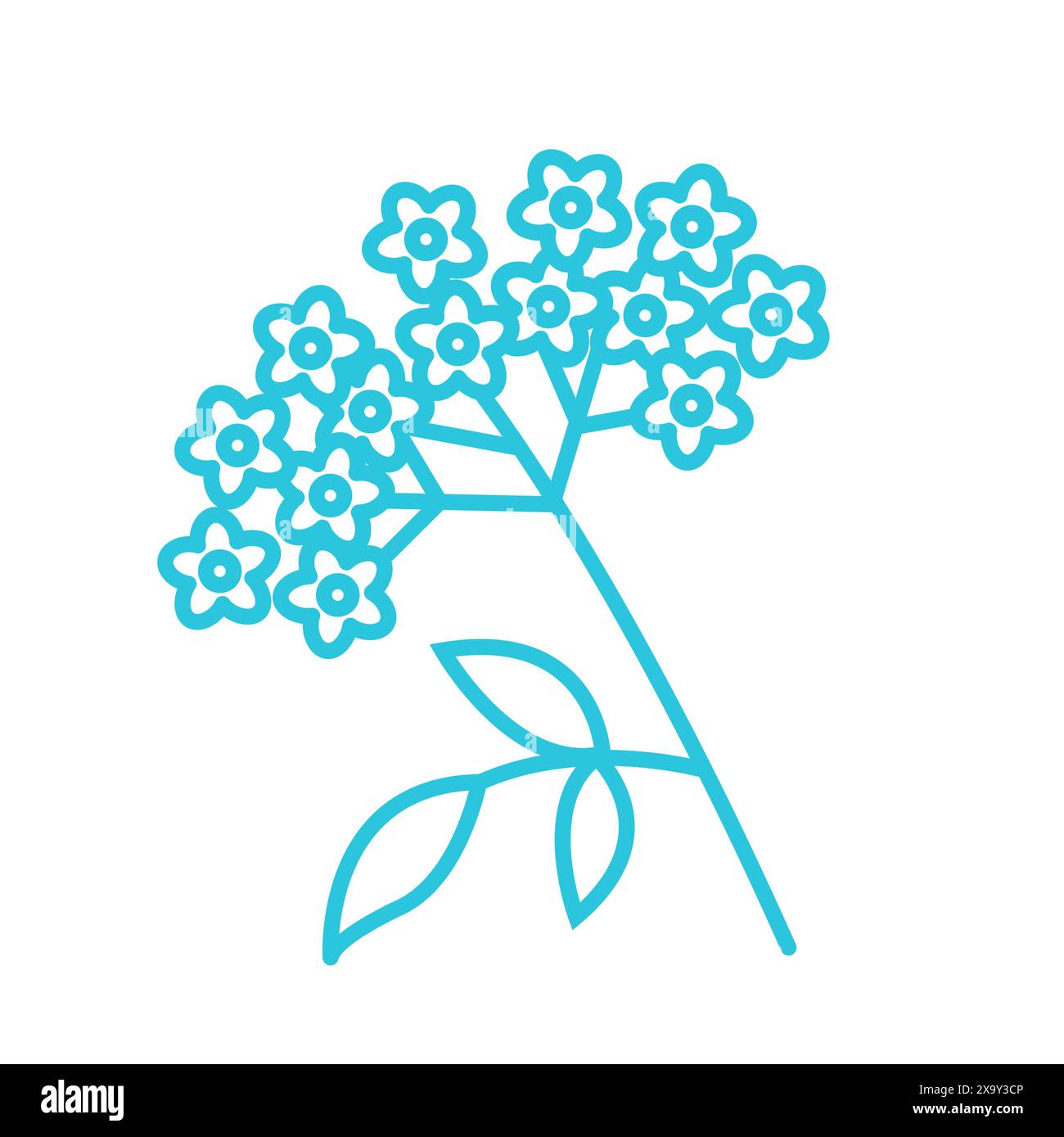 Elderflower vector vectors hi-res stock photography and images - Alamy