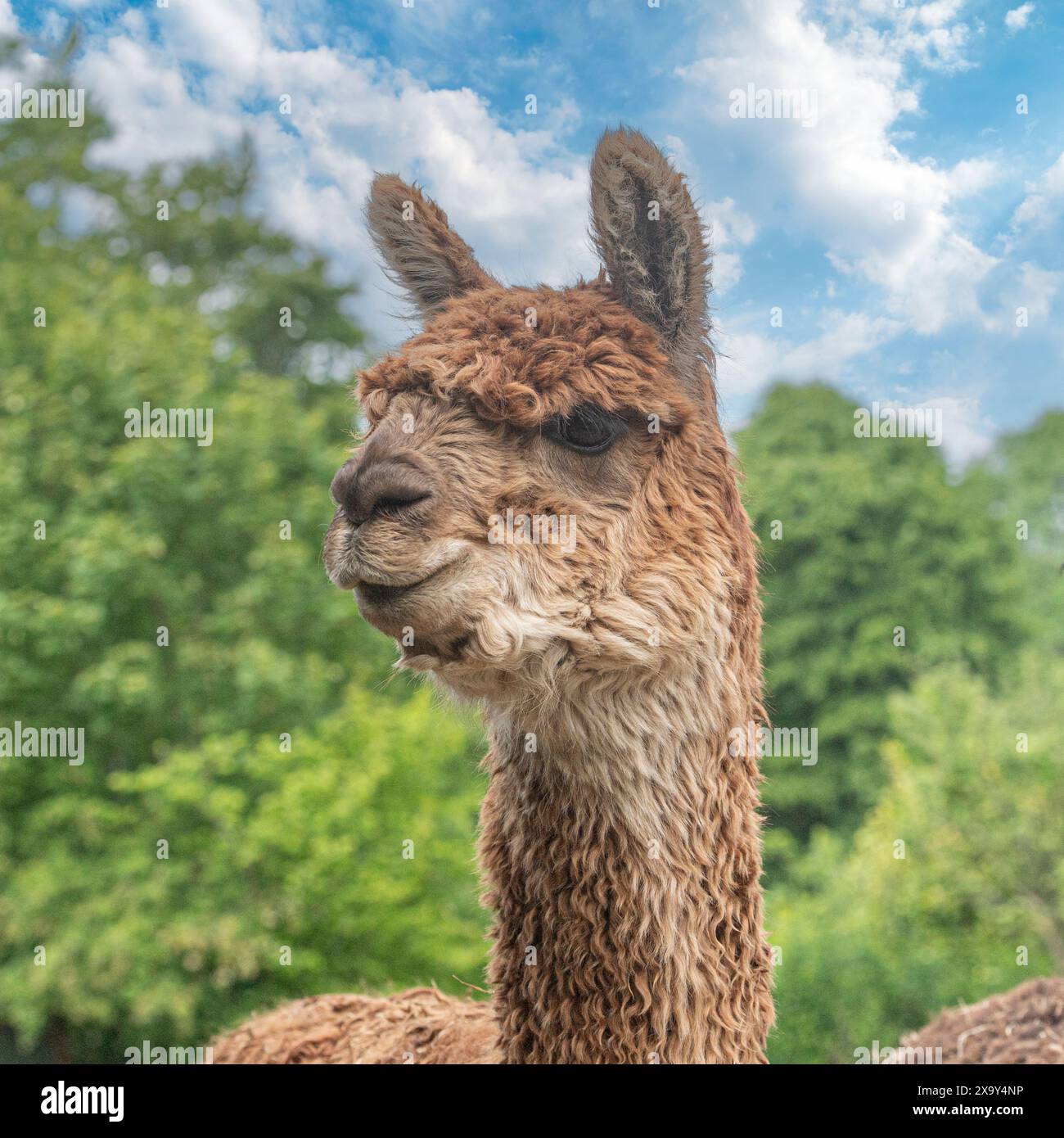 alpaca head in sunshine and blue sky Stock Photo