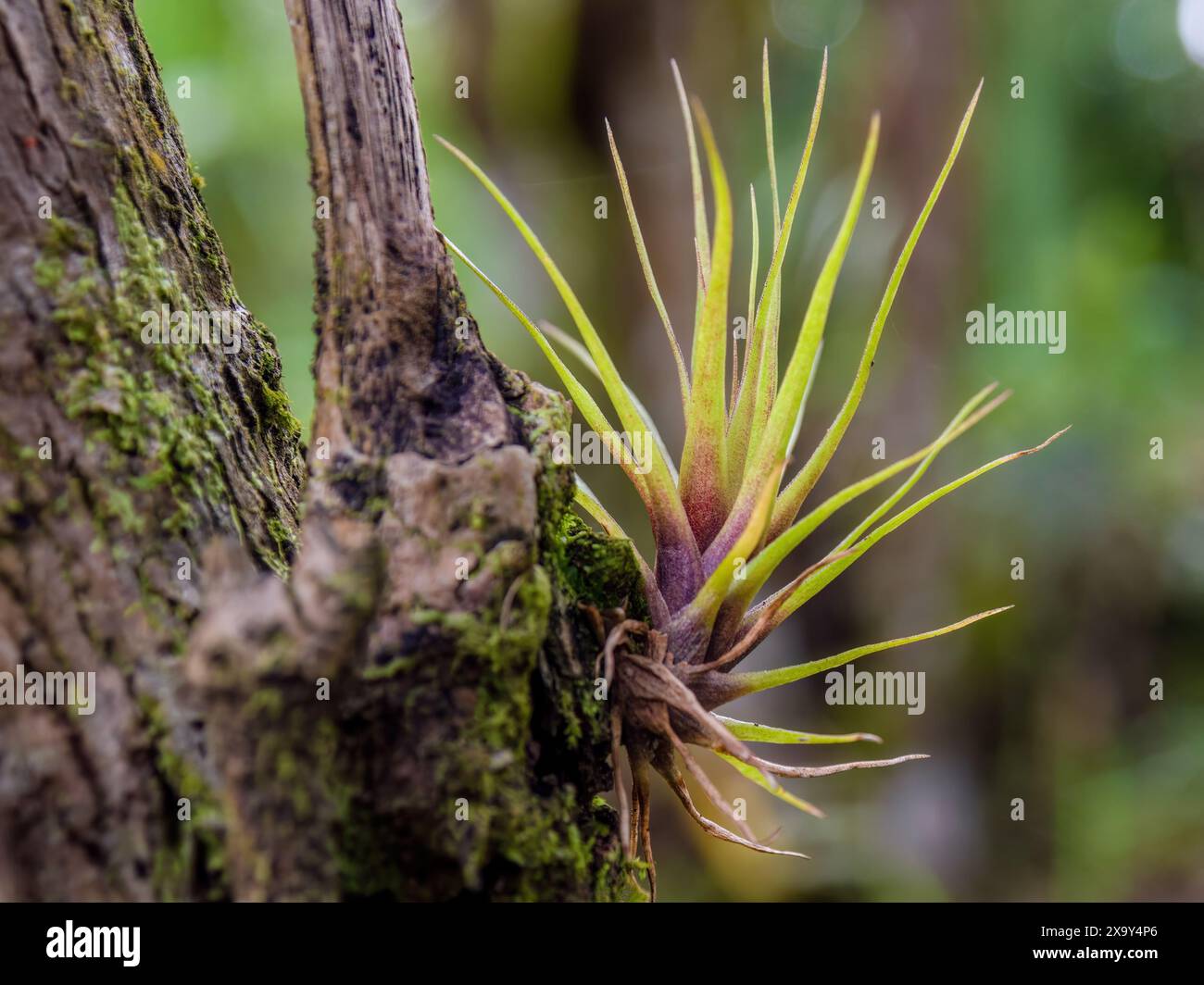 Air plants attached to a tree hi-res stock photography and images - Alamy