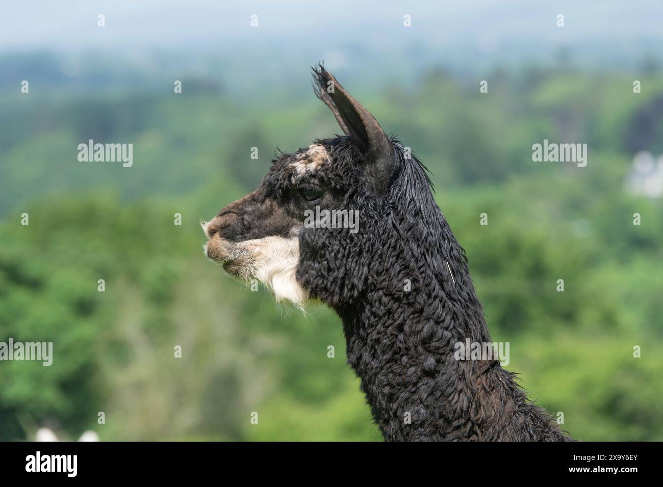 black alpaca Stock Photo