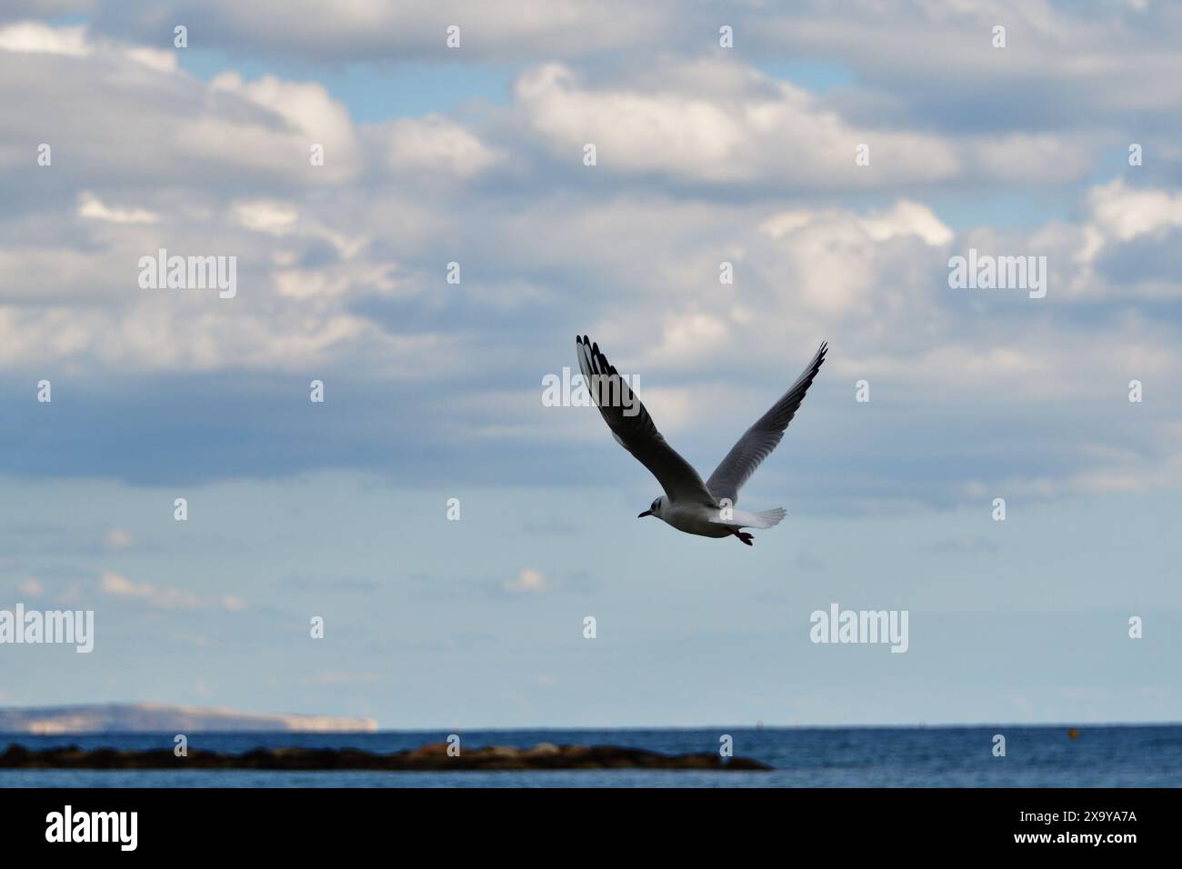 A seagull flying over the sea in a public beach in Oroklini, Larnaka, Cyprus with cape Pyla and clouds appearing over the the horizon Stock Photo