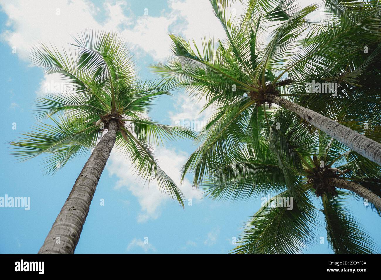 Tall palm trees leaves swaying hi-res stock photography and images - Alamy