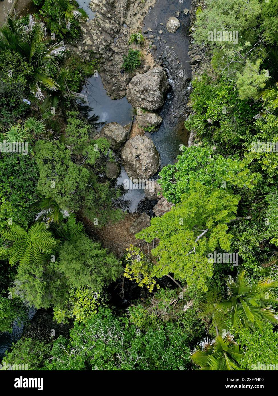 An aerial view of bushes and trees in the forest. New Zealand Stock Photo