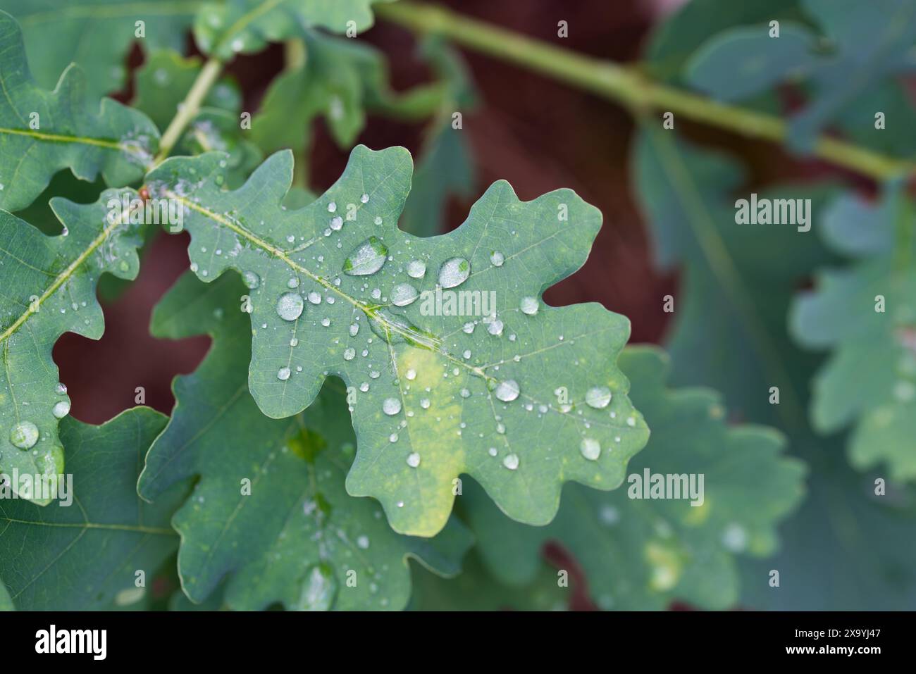 Green background oak leaf texture hi-res stock photography and images ...