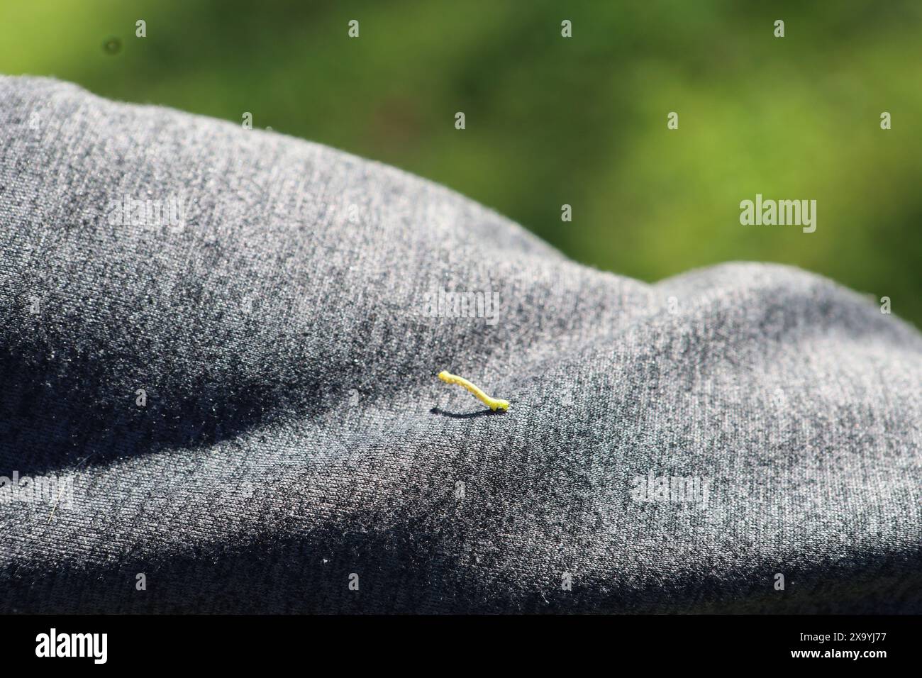 An insect on a fabric during daylight Stock Photo