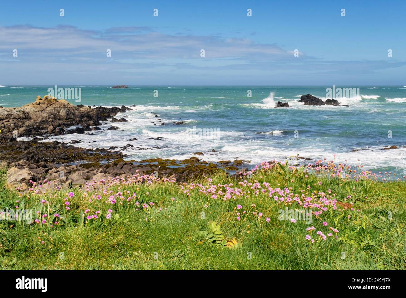 Sea Pink or Thrift flowers flowering on the coast with rough seas in Portelet bay on the west coast. Torteval, Guernsey, Channel Islands, UK, Britain Stock Photo