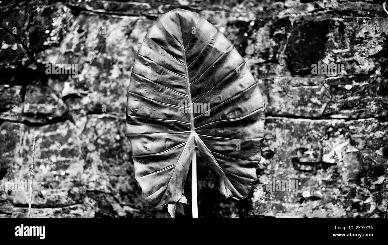 Monochrome leaf contrasts with stone wall background Stock Photo
