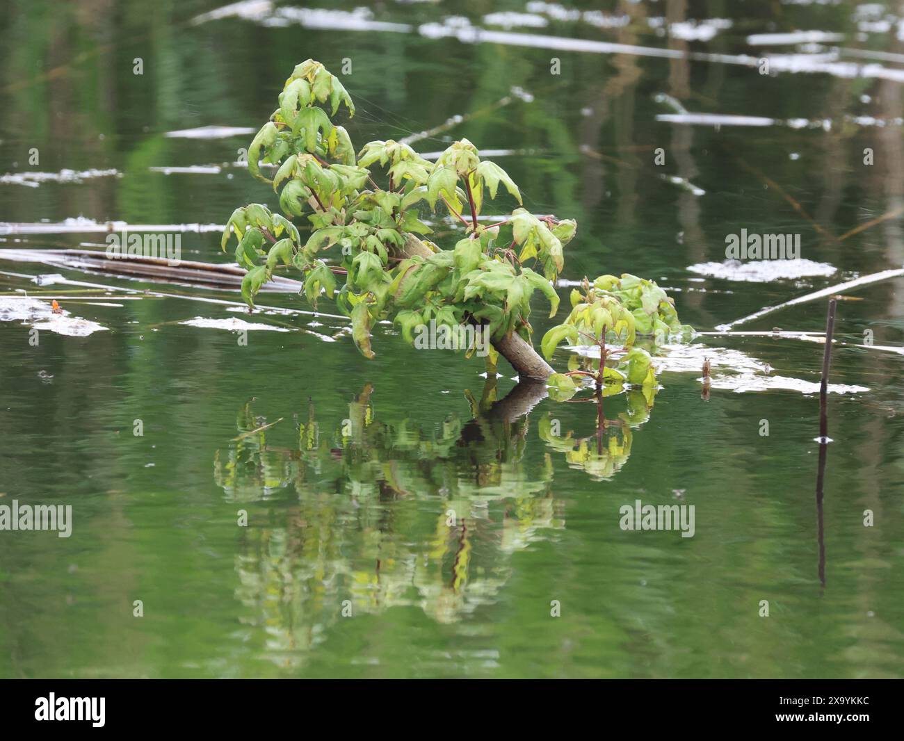 Tree in water at RSPB Rainham Marshes Nature Reserve , Purfleet, Essex