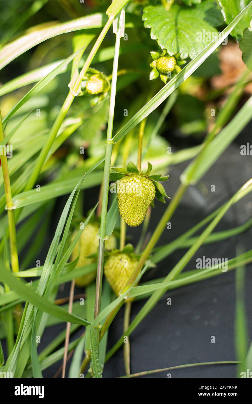 Unripe strawberry on garden hi-res stock photography and images - Alamy