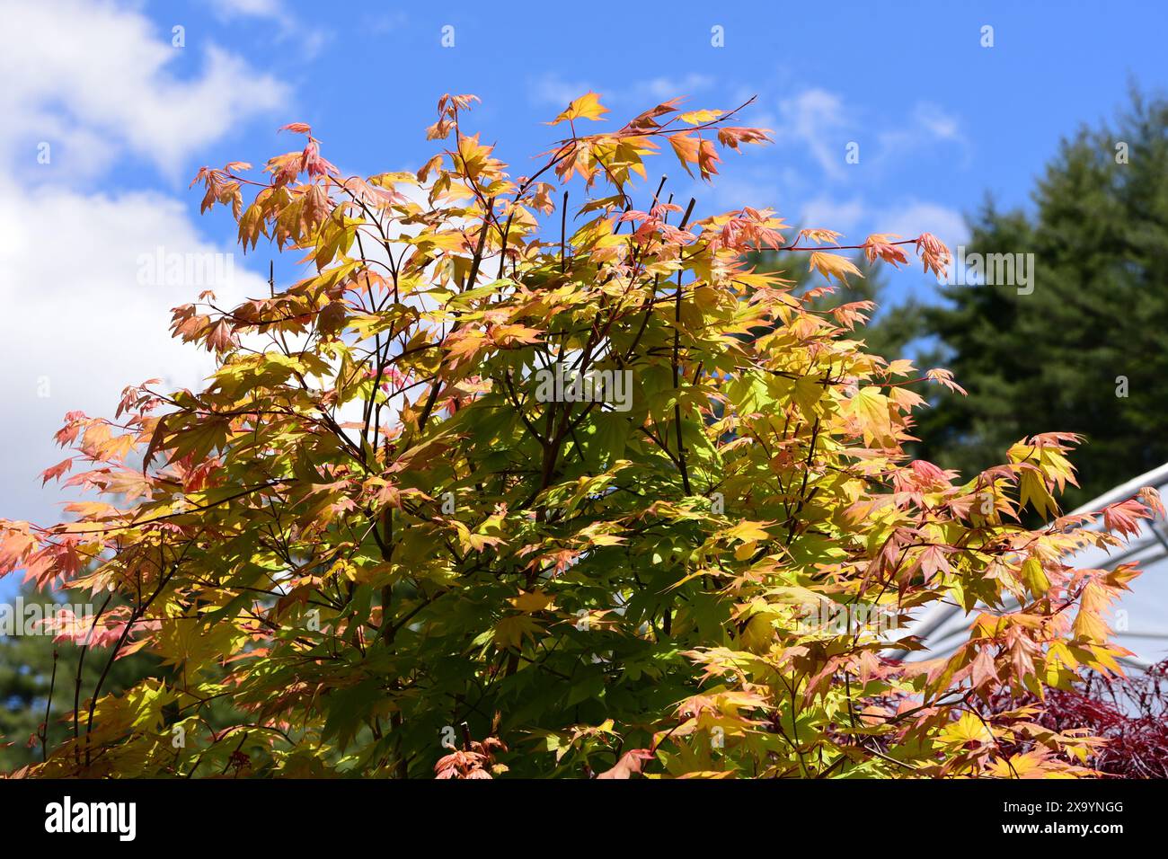Japanese maple tree and oregon hi-res stock photography and images - Alamy