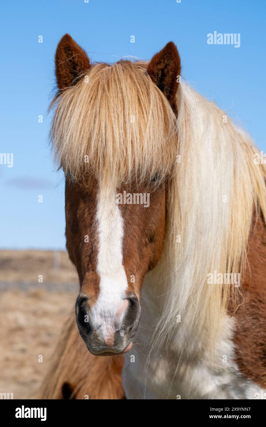 Iceland. Icelandic horses. One of the purest breeds of horses in the world. Stock Photo