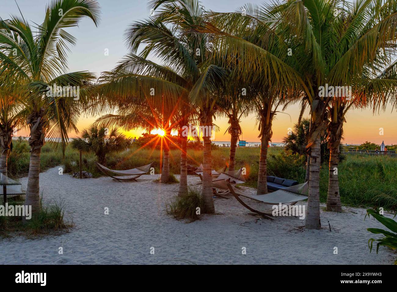 The hammocks under palm trees on a tropical beach Stock Photo - Alamy