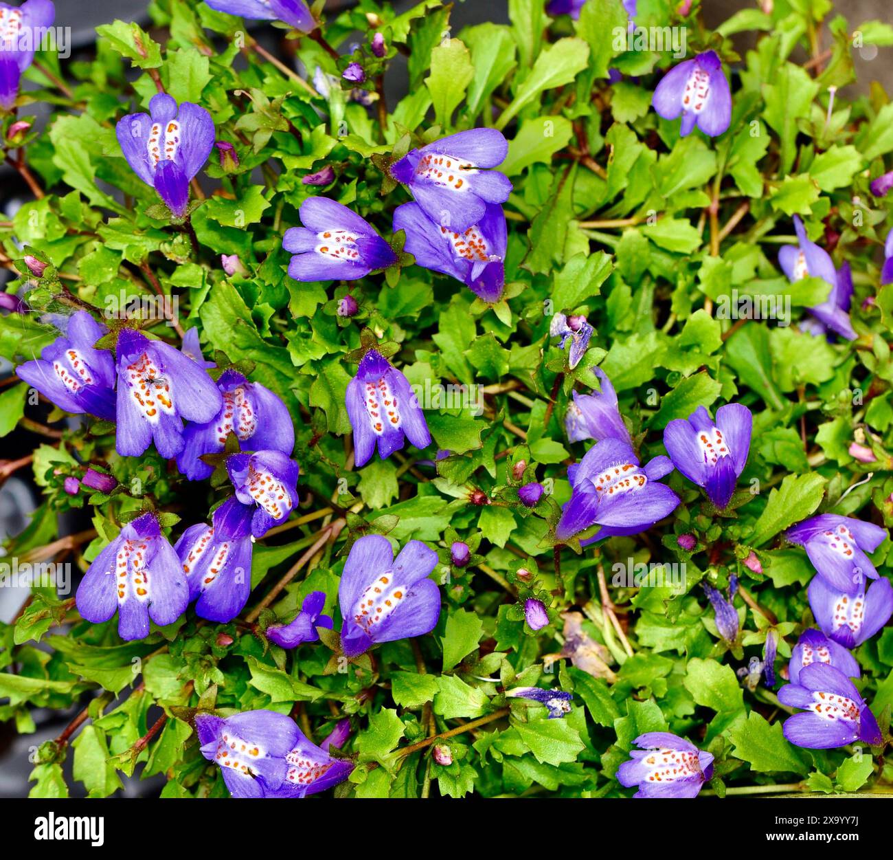 A Purple Mazus reptans, Creeping Mazus in a pot perched atop a tall tree Stock Photo