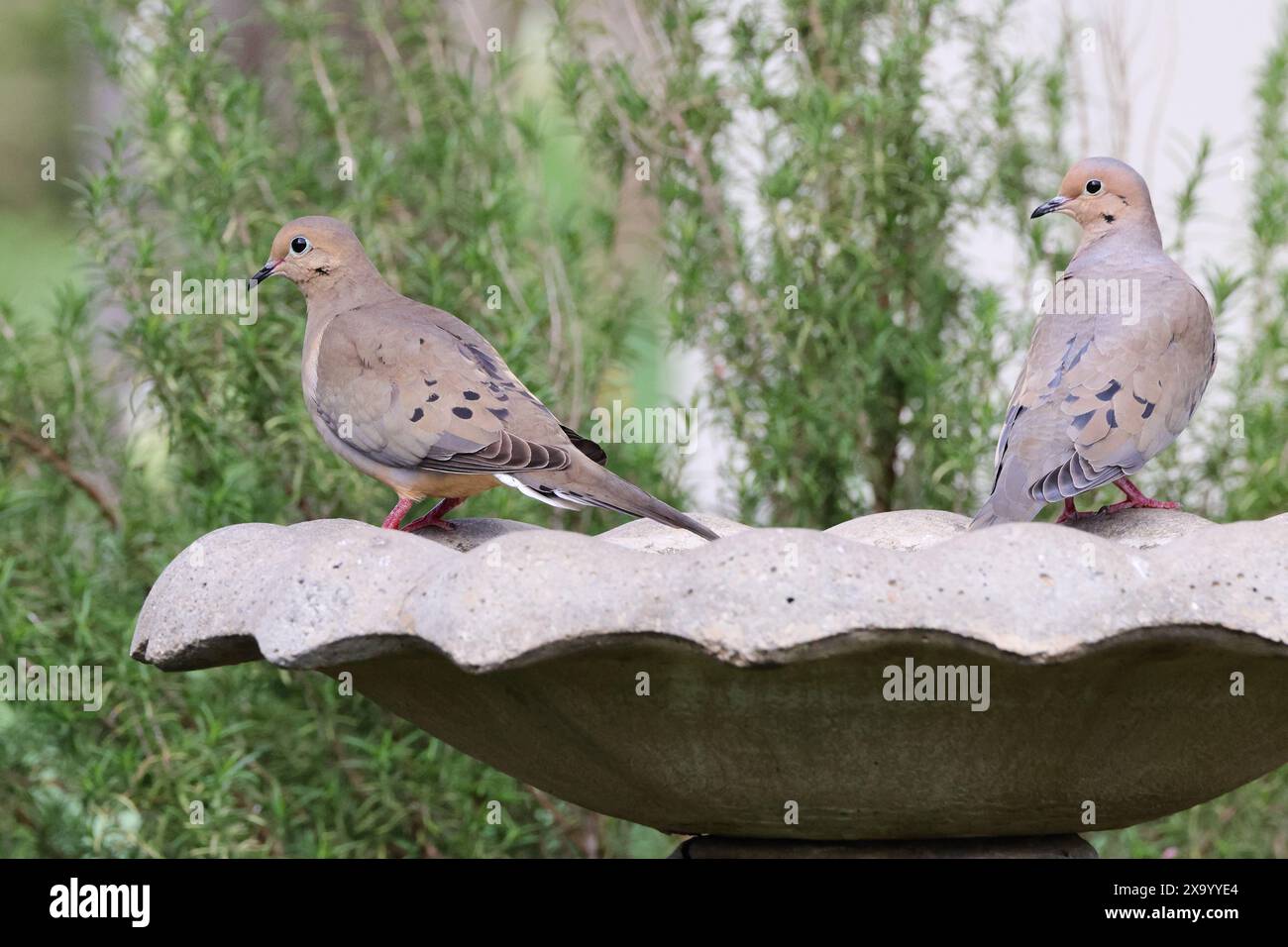 Two brown birds perched on a stone bird bath Stock Photo