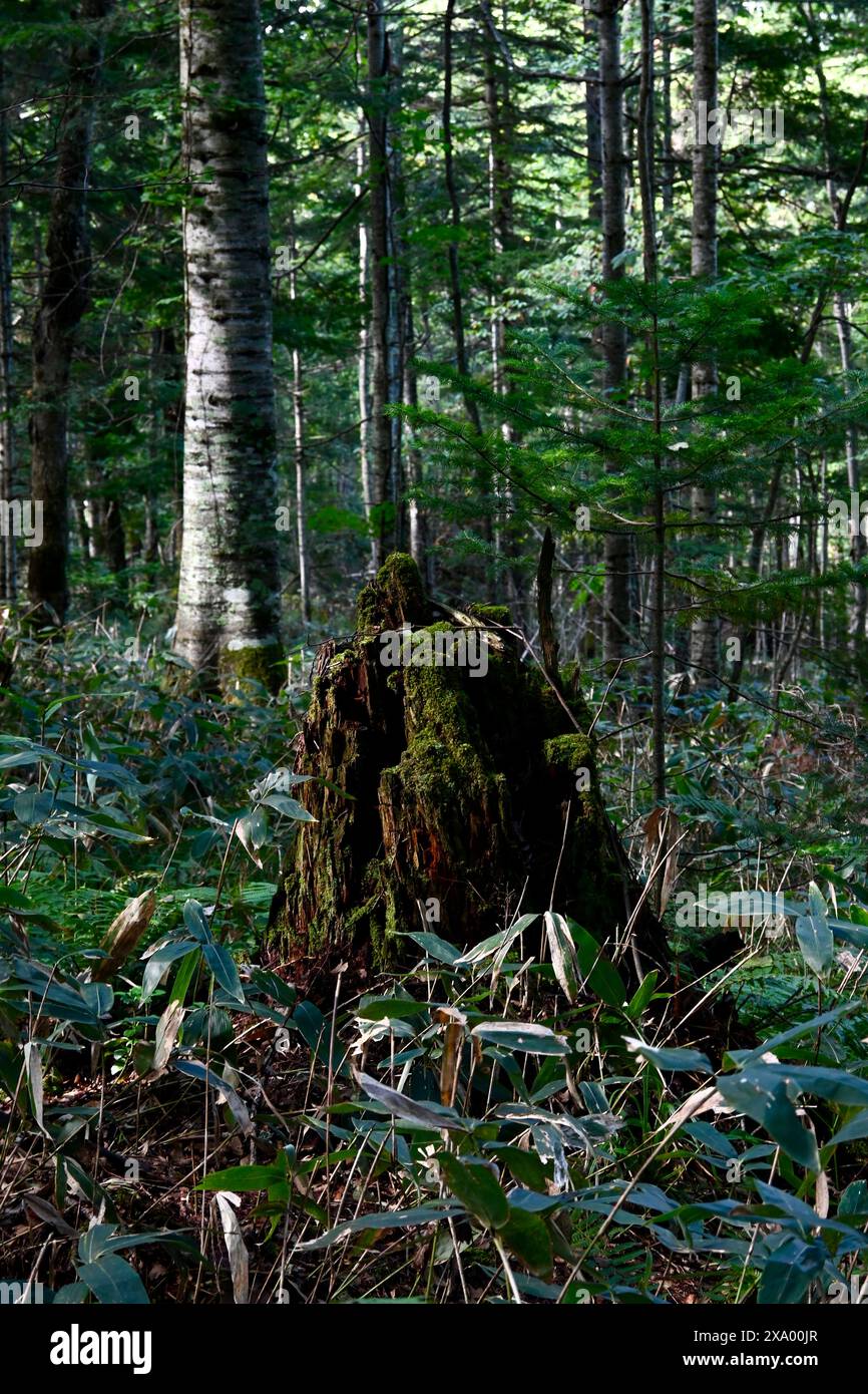 Large moss-covered tree stump in a forest Stock Photo