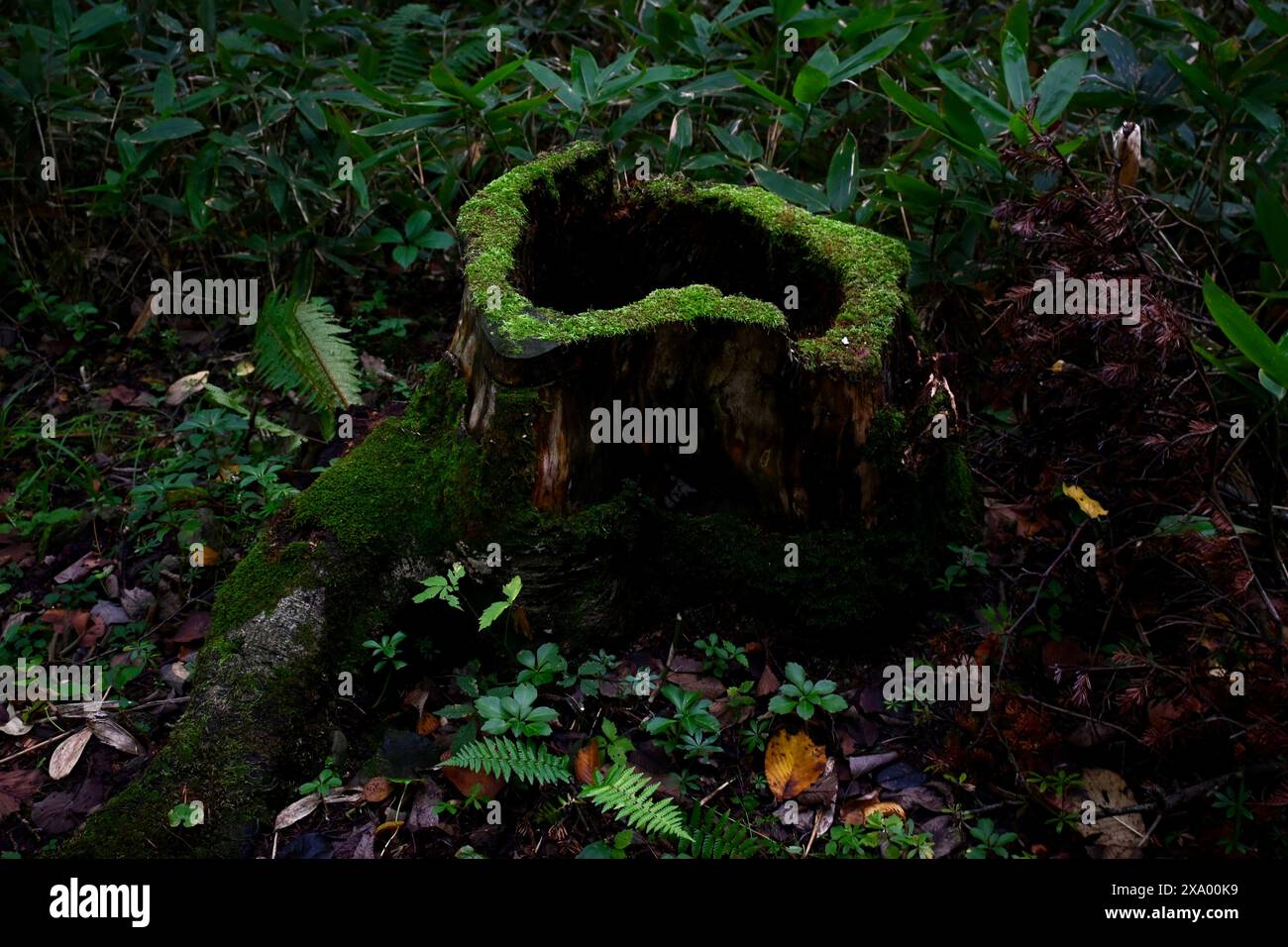 Decayed stump surrounded by fall foliage in a woodland setting Stock Photo