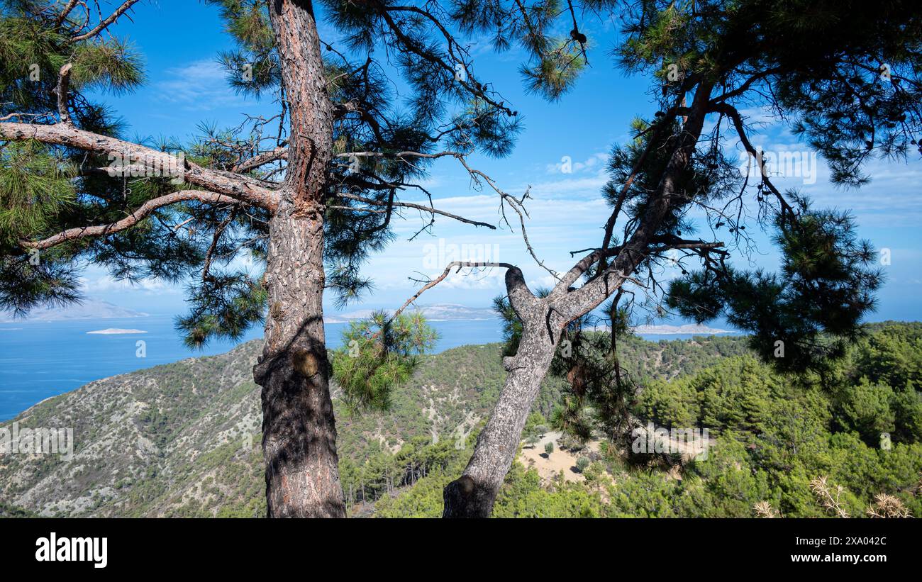 Overlooking green forest trees hi-res stock photography and images - Alamy