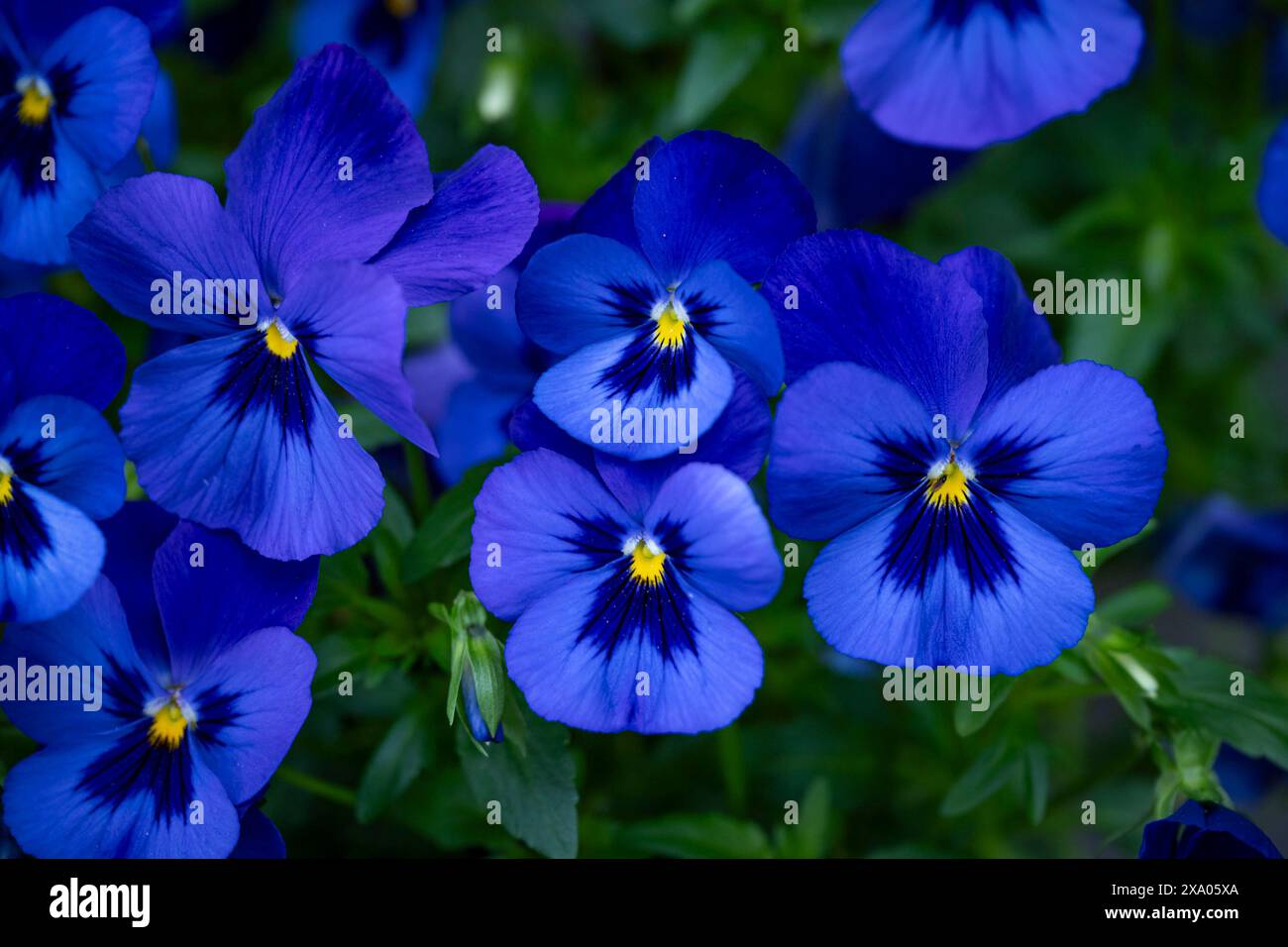 blue, purple, pansy flowers, Stock Photo