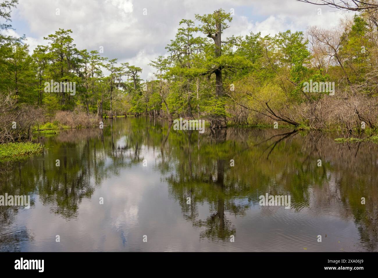 Louisiana swamp bridge hi-res stock photography and images - Alamy