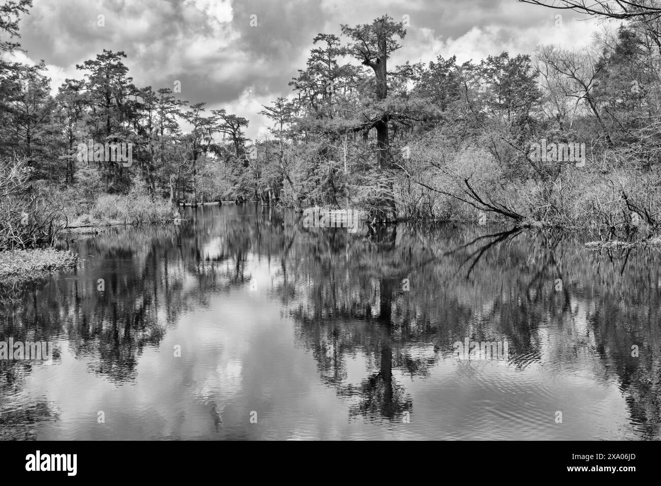 North american swamp hi-res stock photography and images - Alamy
