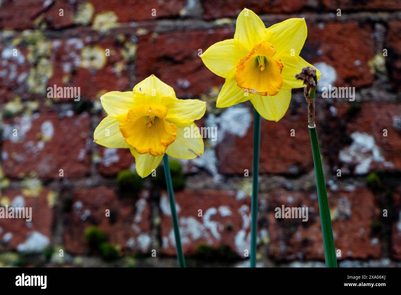 The Daffodils flowers with red brick wall background Stock Photo