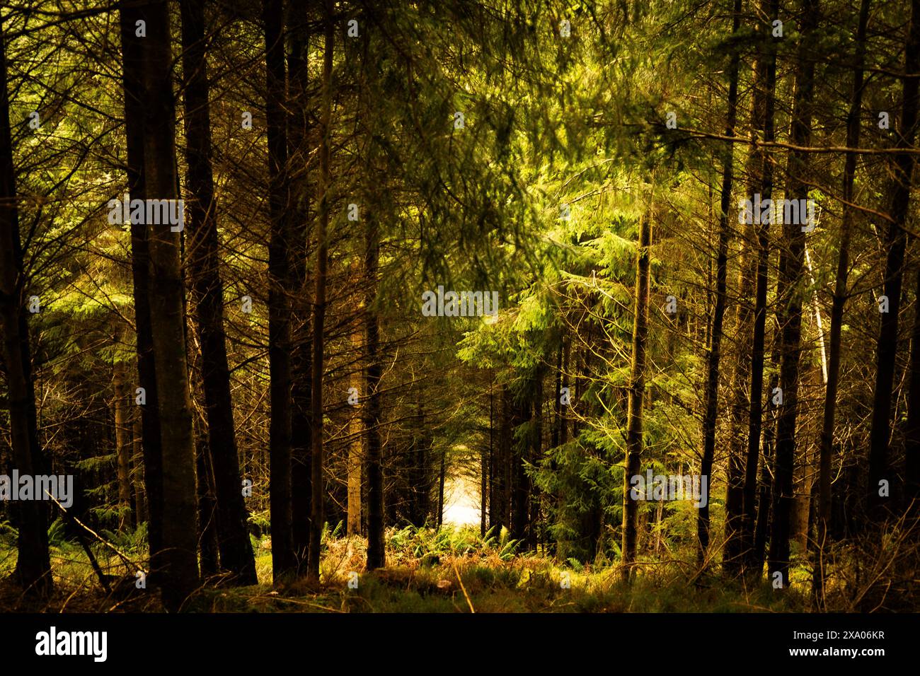Sunlight filters through trees onto a forest path leading under a ...