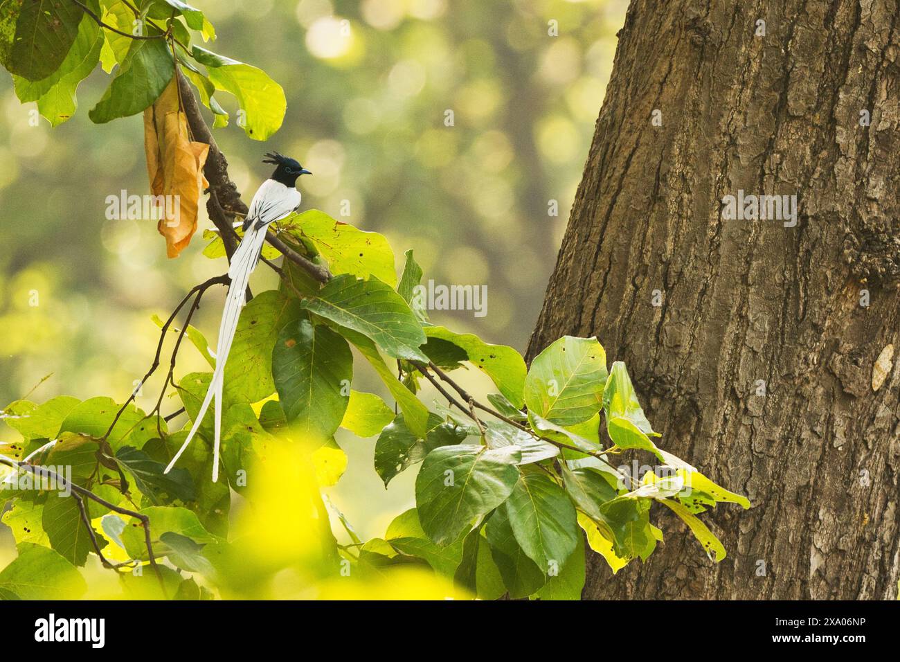 Tiger paradise wildlife park hi-res stock photography and images - Alamy