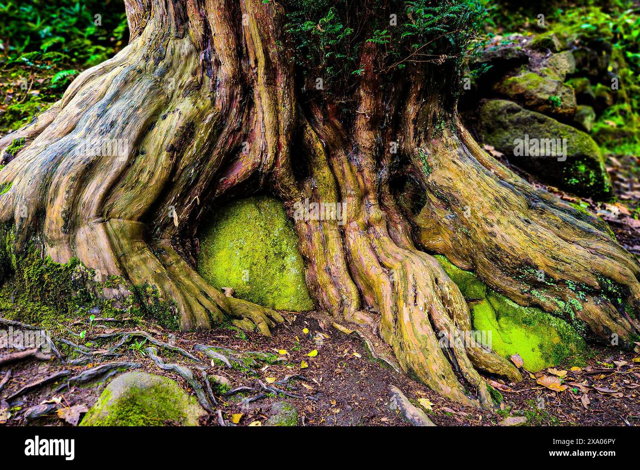 Moss covered tree roots hi-res stock photography and images - Alamy