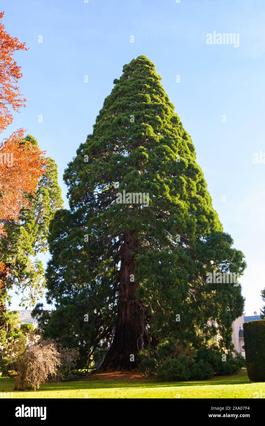 Flora De Granja Hi res Stock Photography And Images Alamy flora-de-granja-hi-res-stock-photography-and-images-alamy