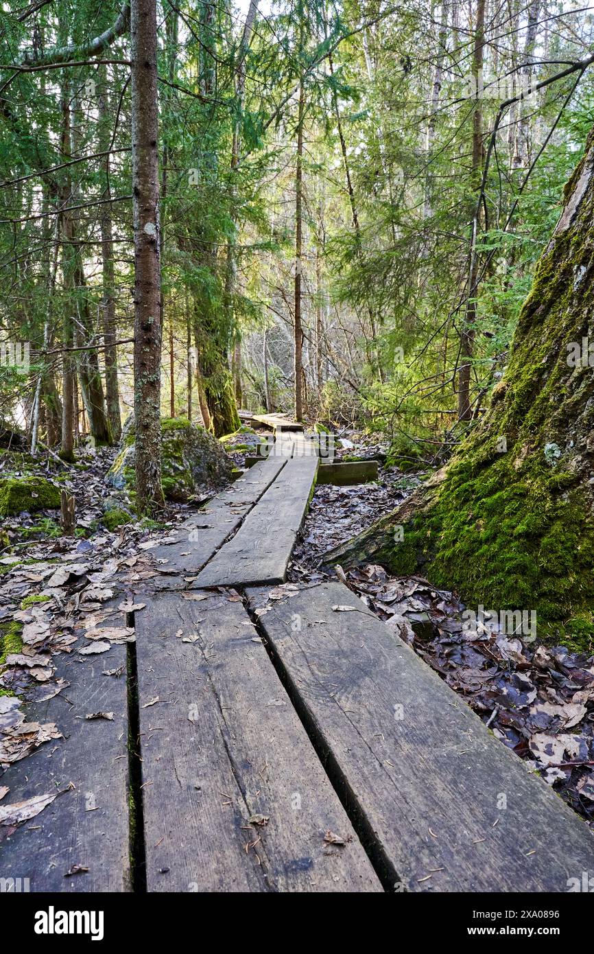 A serene forest path surrounded by trees and a prominent tree trunk ...