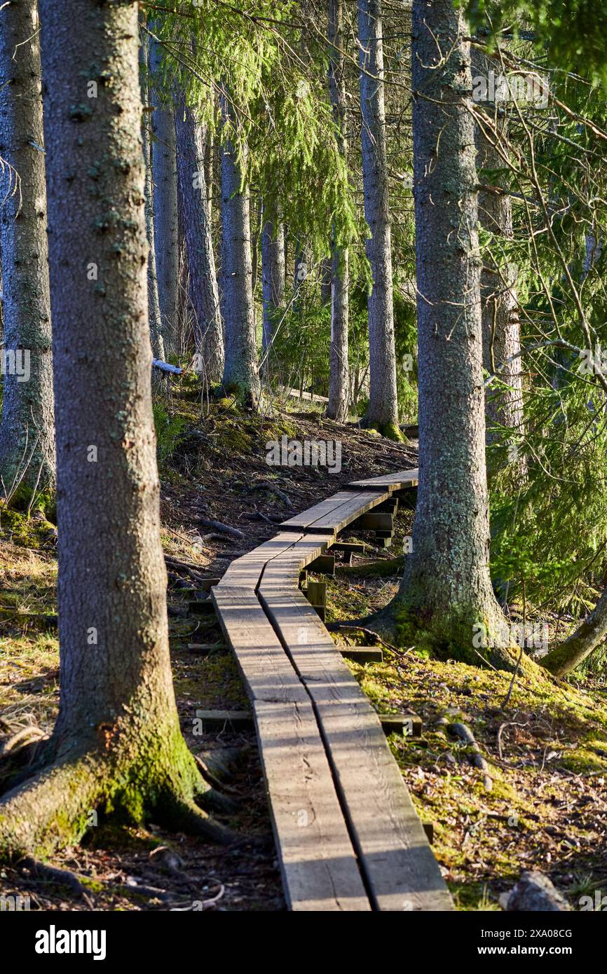 Wooden boardwalk surrounded trees hi-res stock photography and images ...