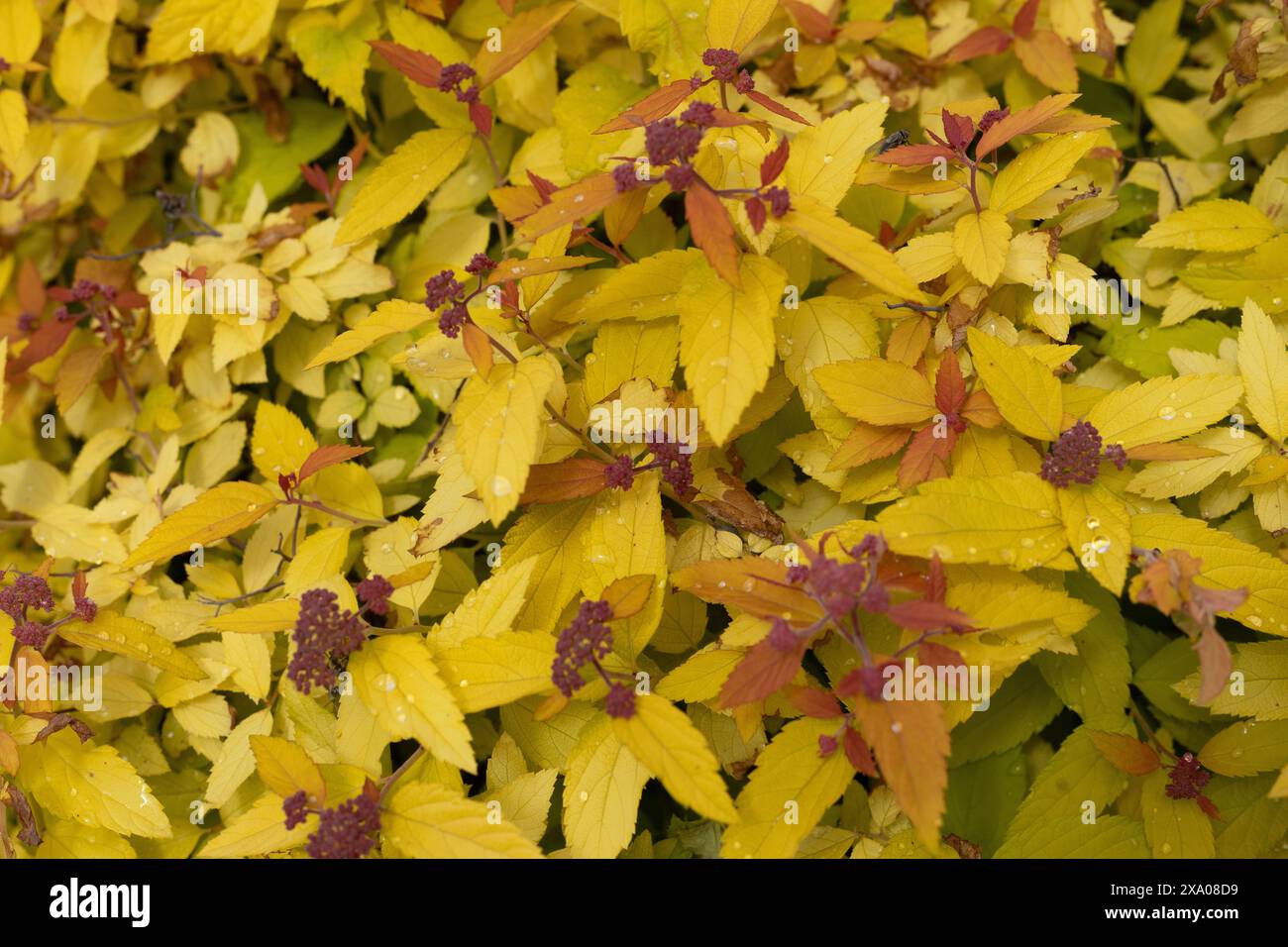 Spiraea japonica NCSX1 double play candy corn Japanese spirea Stock