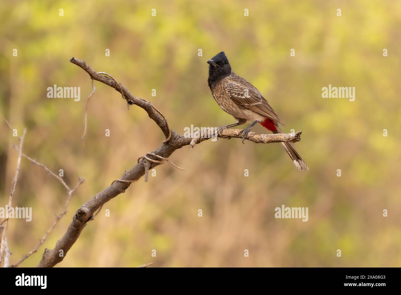 Red -vented Bulbul Stock Photo