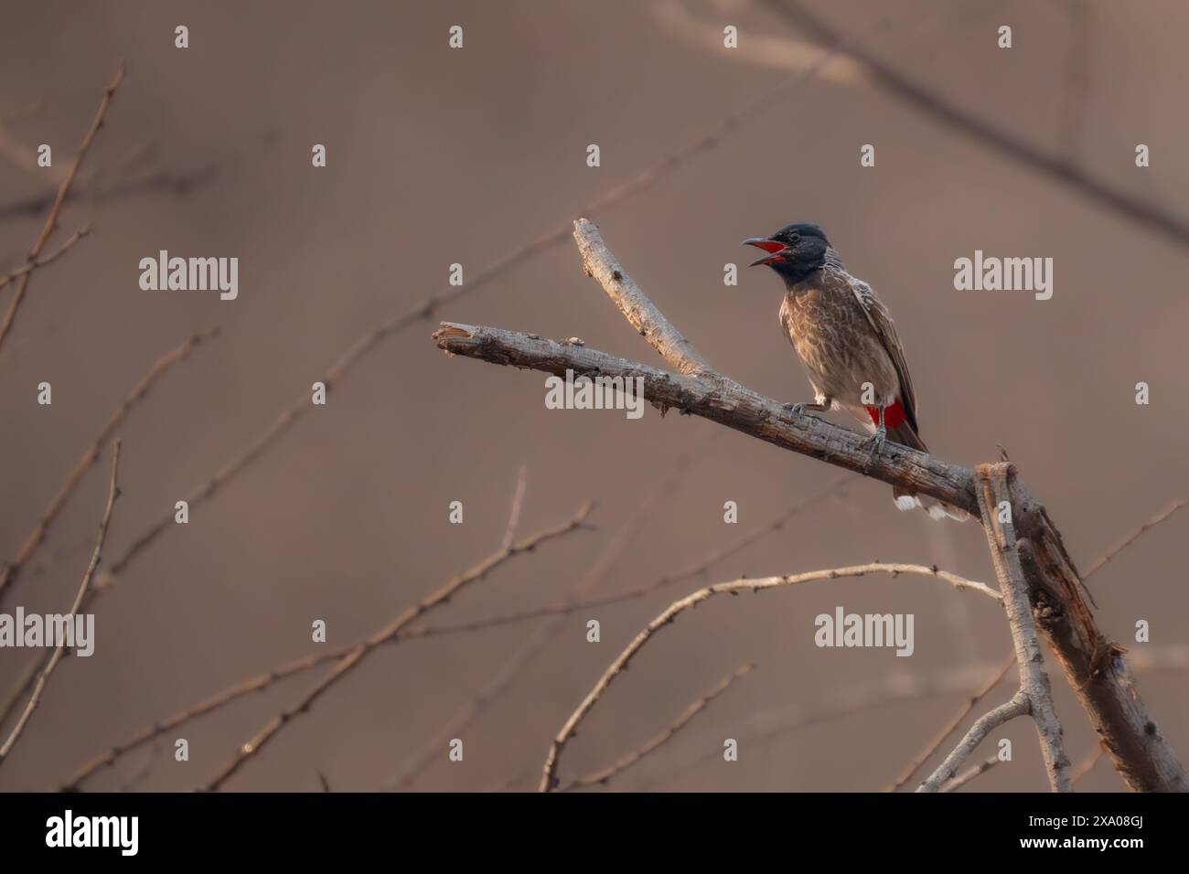 Red -vented Bulbul in India Stock Photo - Alamy