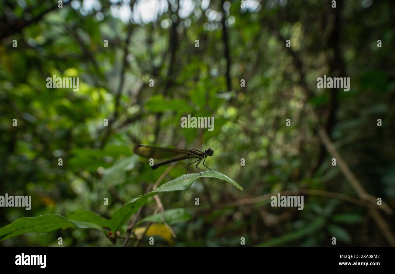 A tiny dragonfly resting on a leaf by the forestc Stock Photo - Alamy