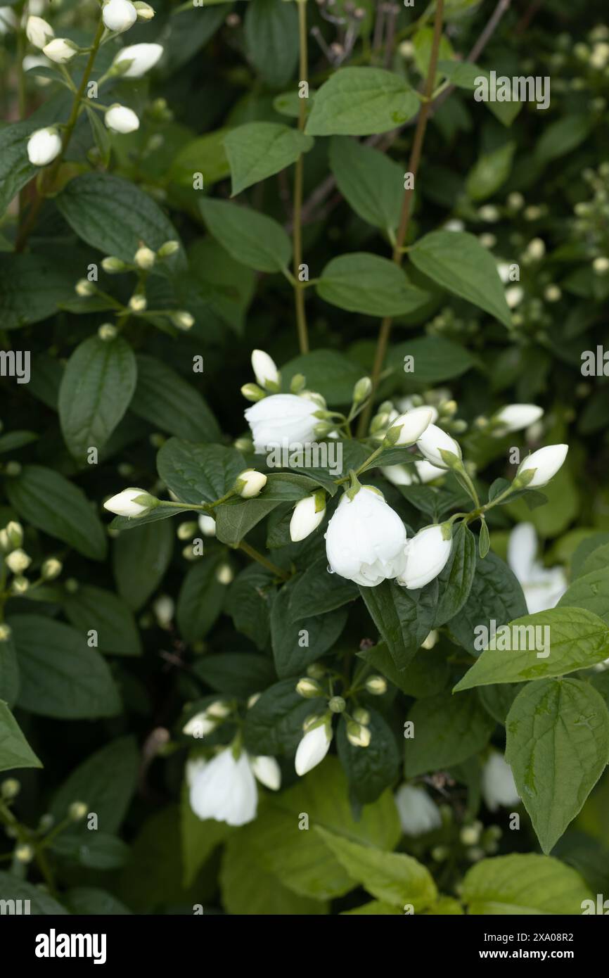 Philadelphus 'Snowbelle' mock orange Stock Photo - Alamy