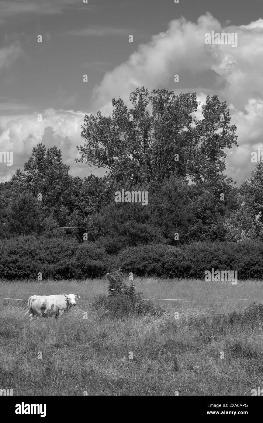 Dairy cow farm in Black and White Stock Photos & Images - Alamy