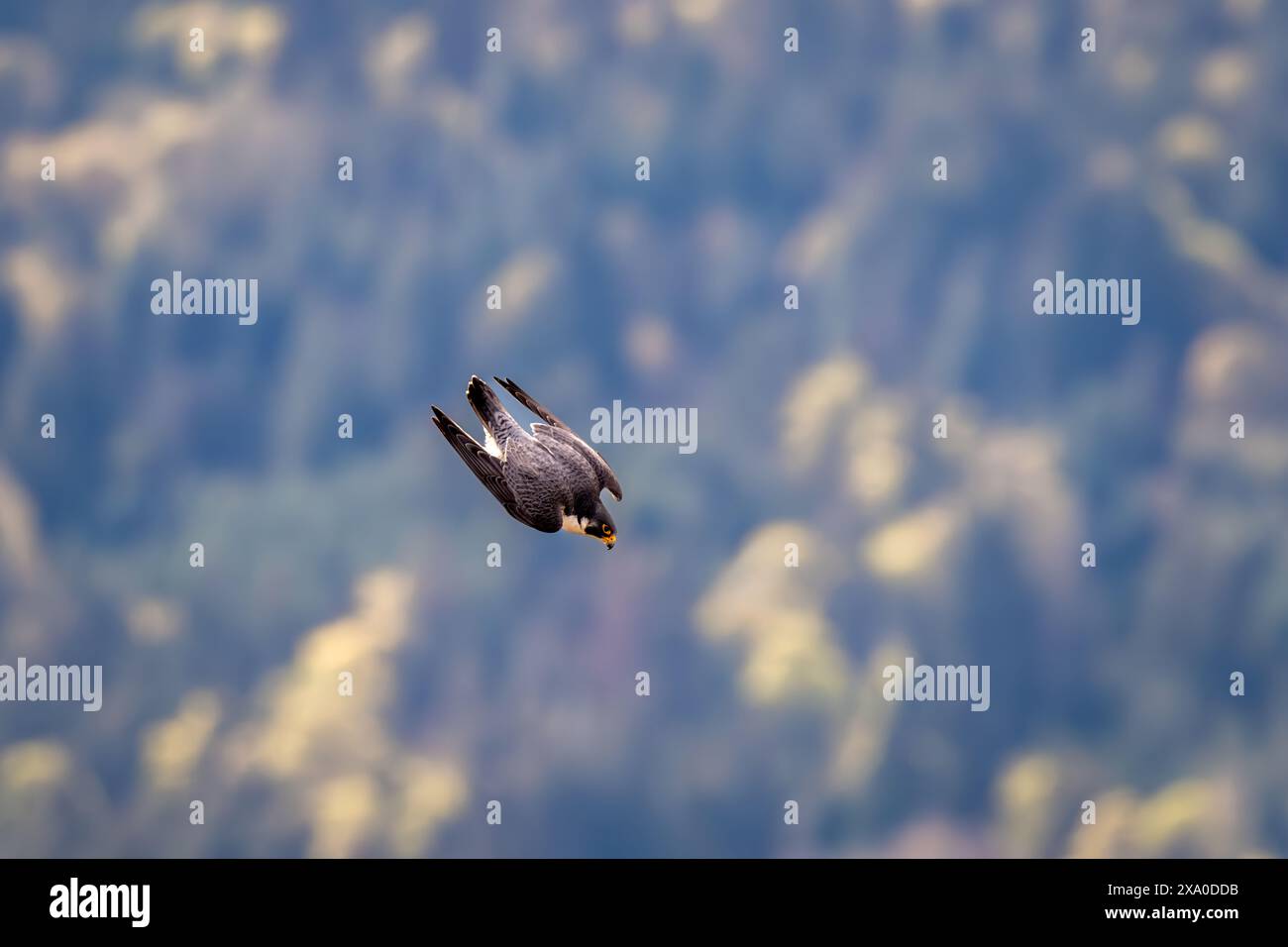A peregrine falcon in mid-air dive at Mount Maxwell, Salt Spring Island, BC Canada. Stock Photo