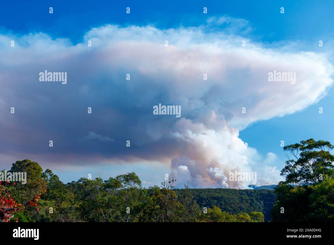 Photograph of controlled bush fire hazard reduction burning by the ...