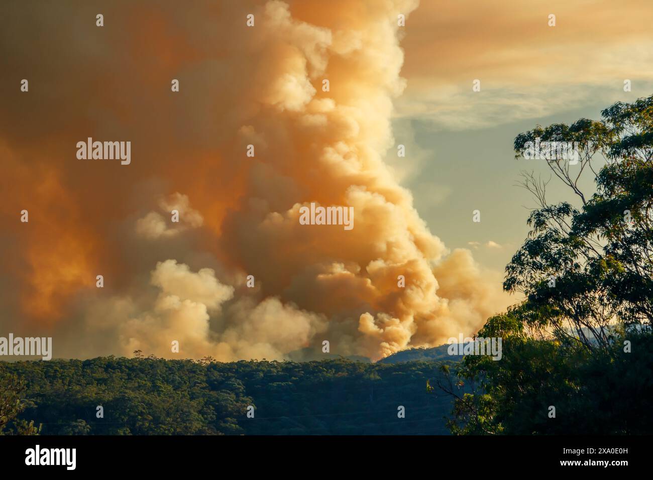 Photograph of controlled bush fire hazard reduction burning by the ...