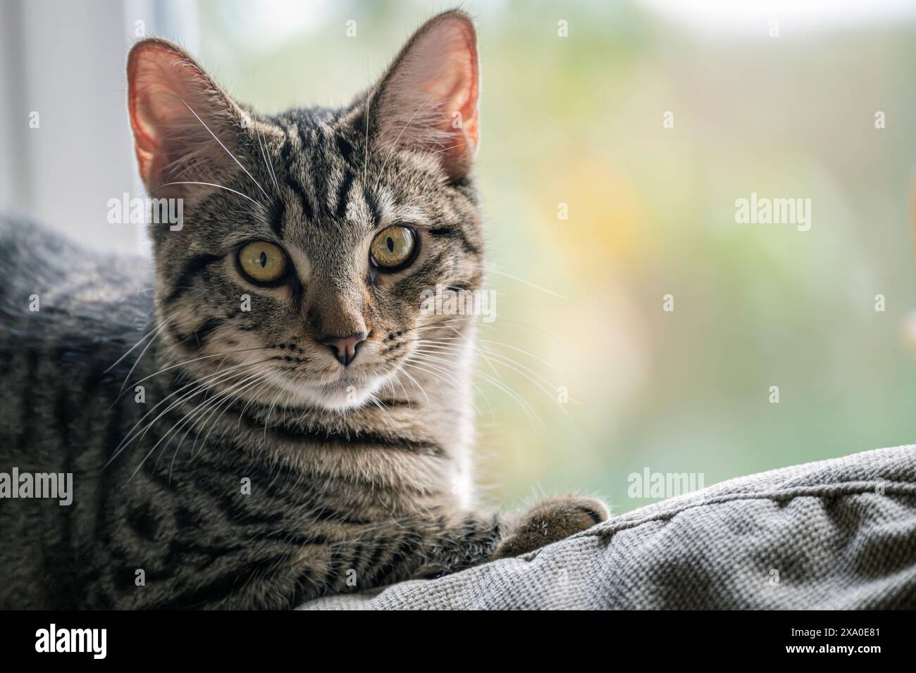 A gray tabby cat lying on a couch looking at the camera Stock Photo